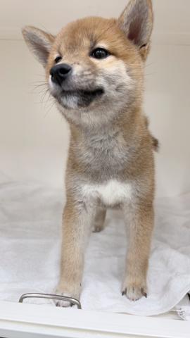 柴犬