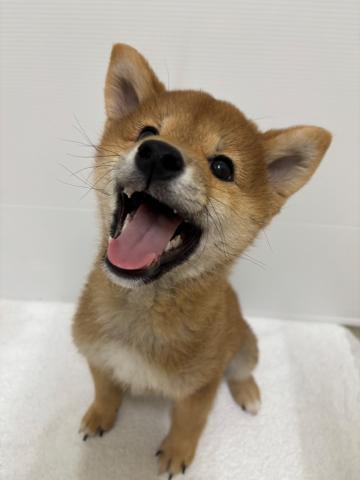 柴犬