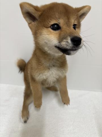 柴犬
