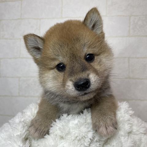 柴犬