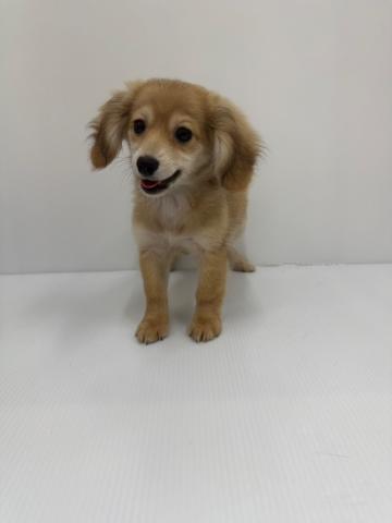 ダックス×ポメラニアン