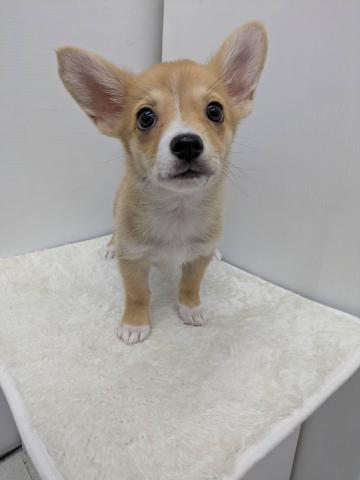 MIX