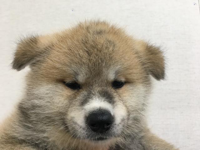 秋田犬