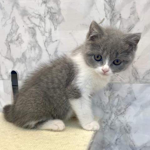 ブリティッシュショートヘア