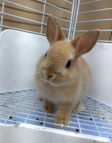 ネザーランドドワーフ