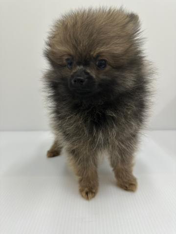 ポメラニアン