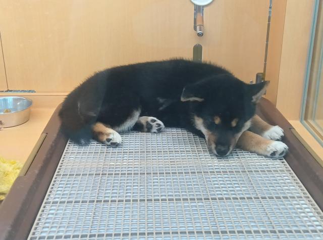 柴犬