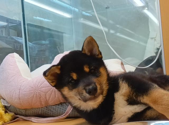 柴犬