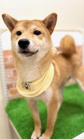 柴犬