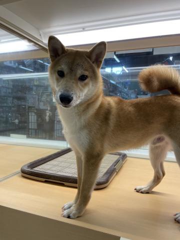 柴犬