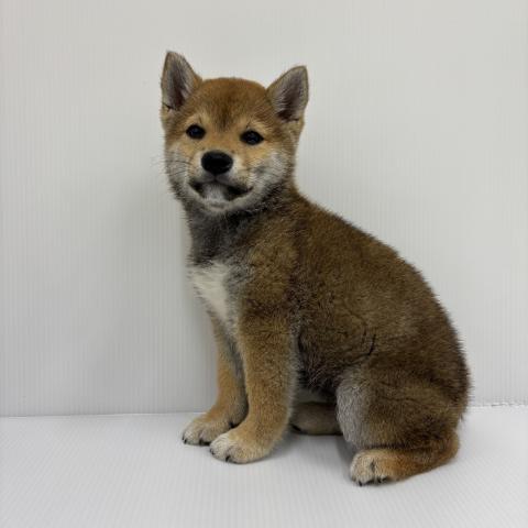 柴犬