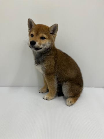柴犬