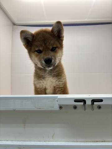 柴犬