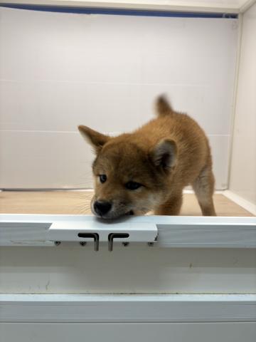 柴犬