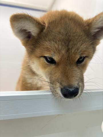 柴犬