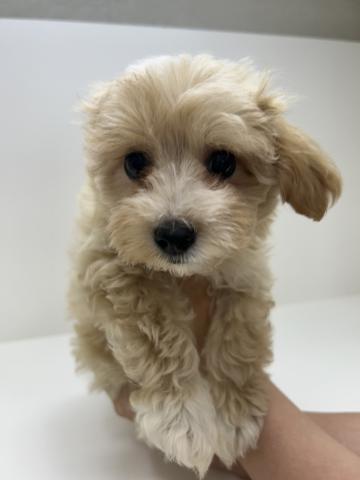 ハーフ犬（トイプードル×マルチーズ）