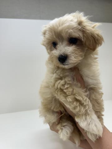 ハーフ犬（トイプードル×マルチーズ）