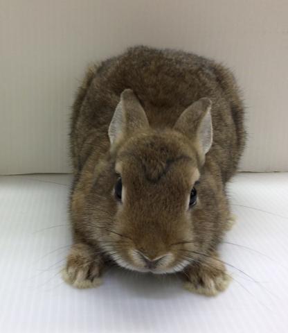 ネザーランドドワーフラビット