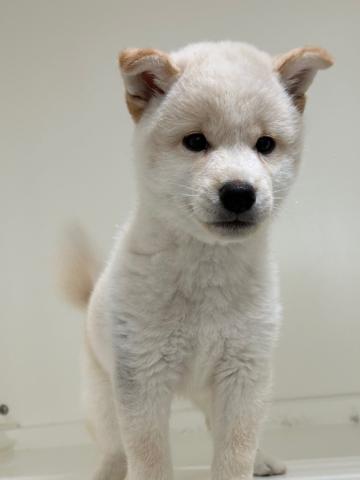 柴犬