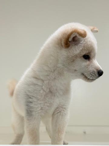 柴犬
