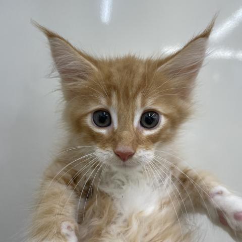 ノルウェージャンフォレストキャット