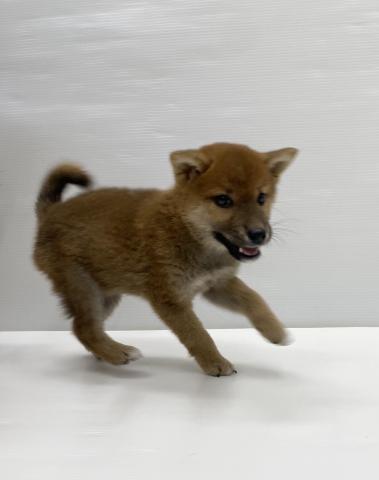 柴犬
