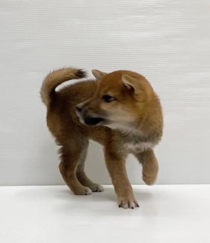 柴犬