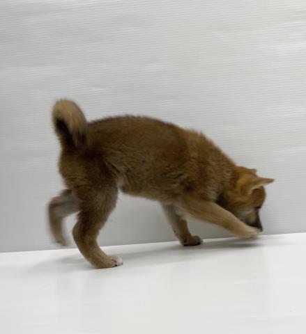 柴犬