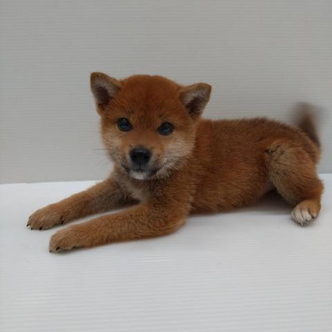 柴犬