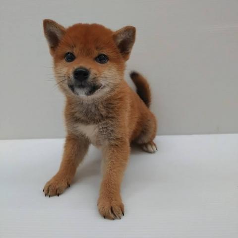 柴犬