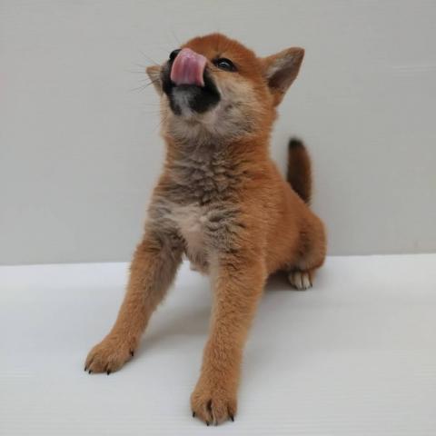 柴犬