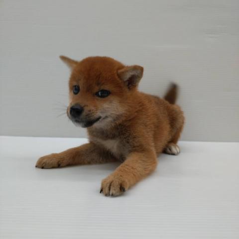 柴犬