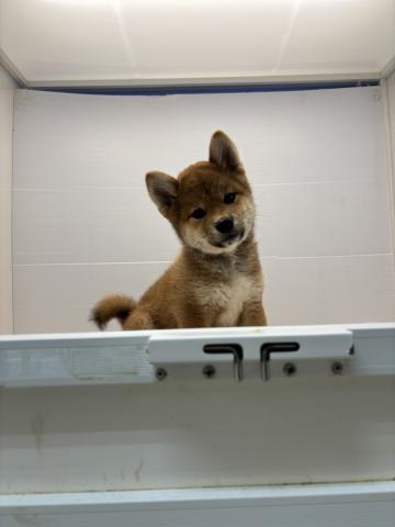 柴犬