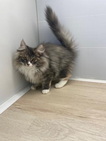 ノルウェージャンフォレストキャット
