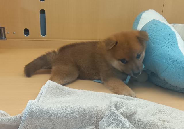 柴犬