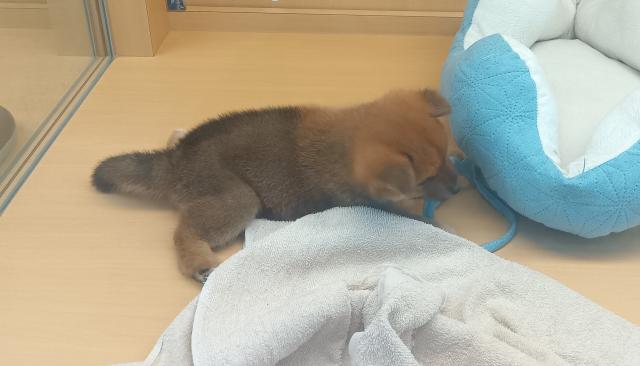 柴犬