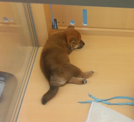 柴犬