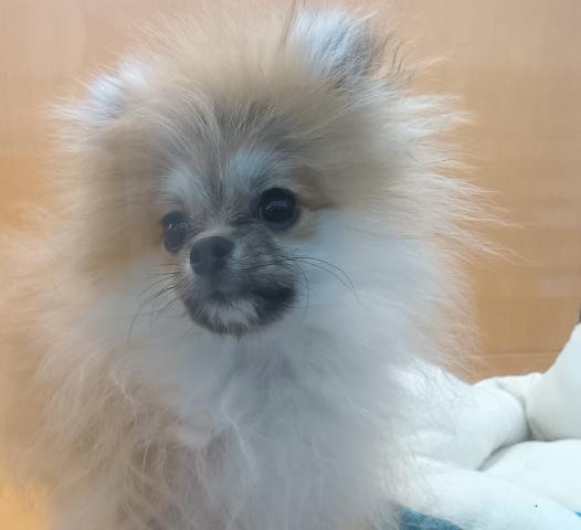 ポメラニアン