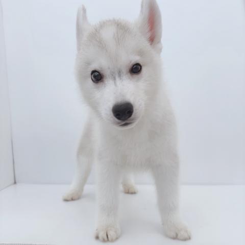 シベリアンハスキー