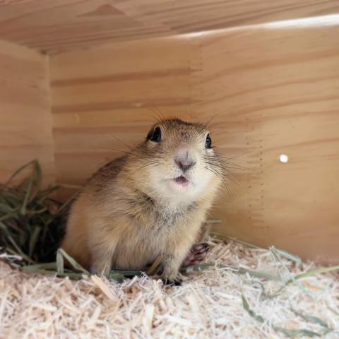 リチャードソンジリス