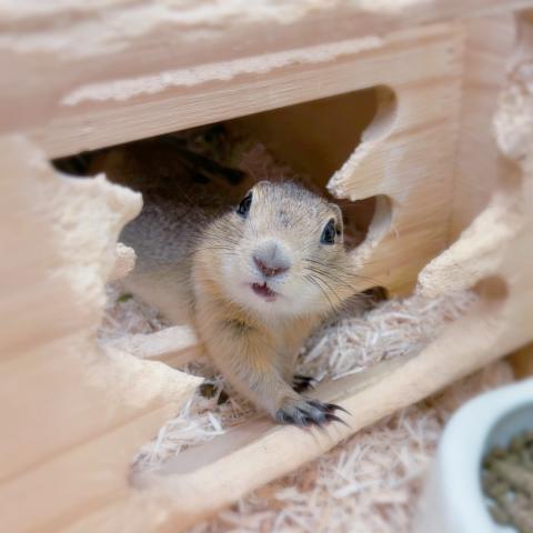 リチャードソンジリス