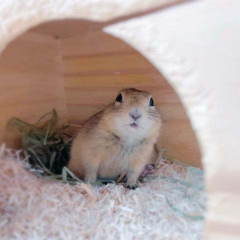 リチャードソンジリス