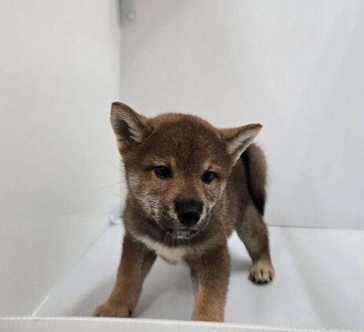 柴犬