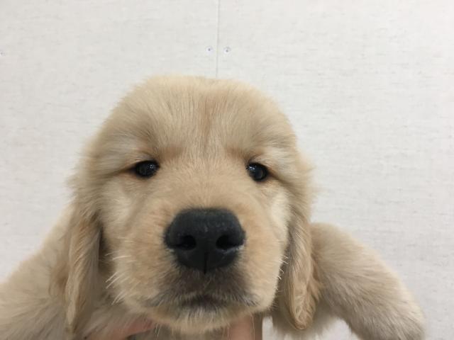 ゴールデンレトリーバー