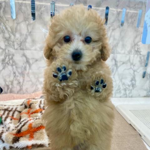 トイプードル