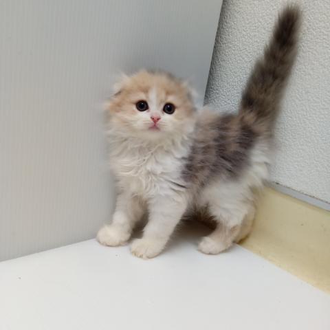 スコティッシュフォールド