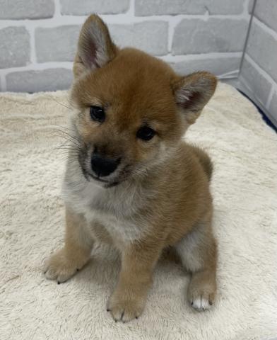 柴犬