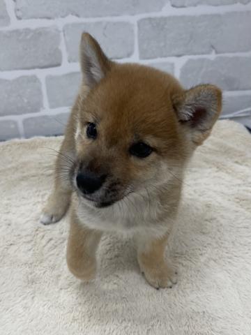 柴犬