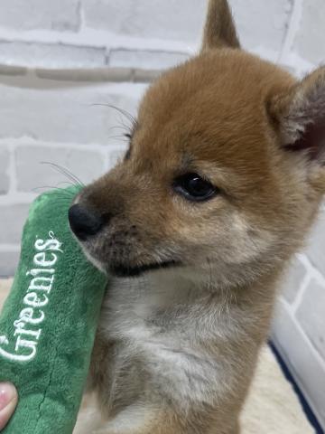 柴犬