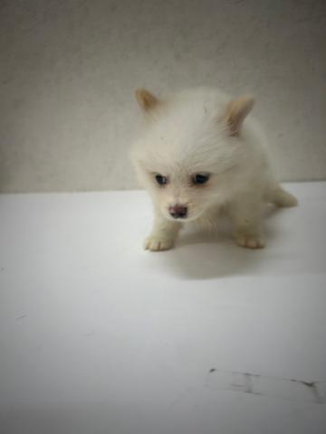 ポメラニアン